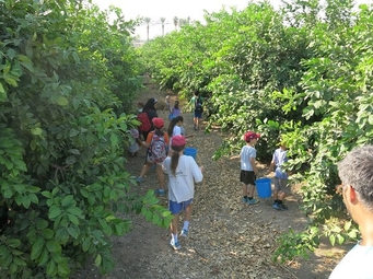 מתנדבים צעירים בפרדס (צילום: פייסבוק ״לקט ישראל״)