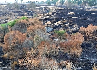 שדה שרוף ליד כיסופים