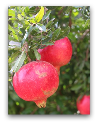 Pomegranate Tree 