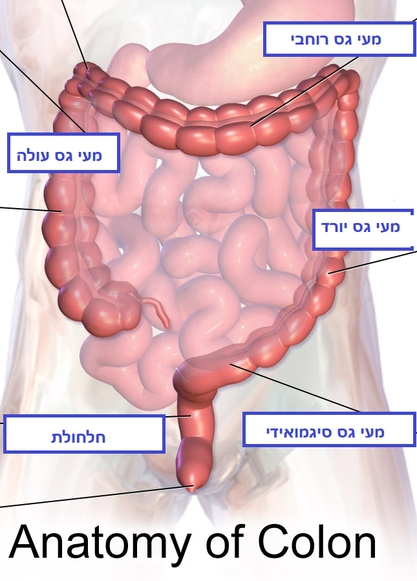 By BruceBlaus. When using this image in external sources it can be cited as:Blausen.com staff (2014). "Medical gallery of Blausen Medical 2014". WikiJournal of Medicine 1 (2). DOI:10.15347/wjm/2014.010. ISSN 2002-4436. - Own work, CC BY 3.0, https://commons.wikimedia.org/w/index.php?curid=28909224