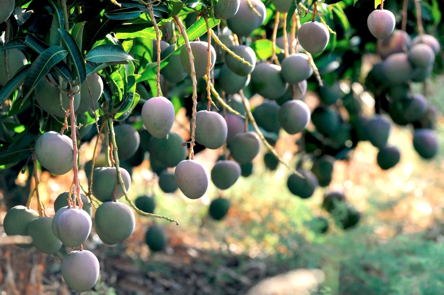 הדמיה: חברת דוראל