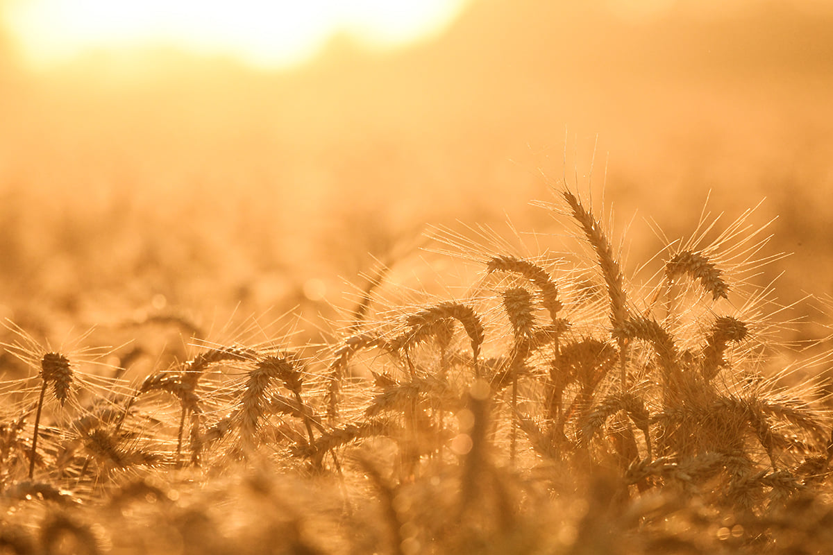 צילום: יהודה וינברג